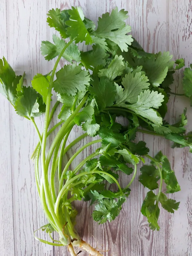 A bunch of fresh coriander with green leaves and stems on pale wood.