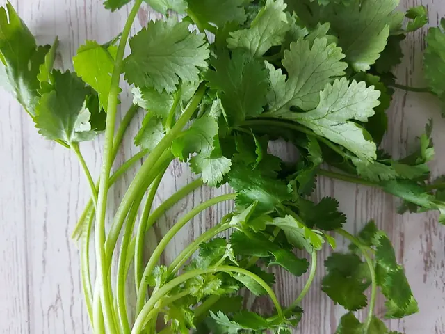 A bunch of fresh coriander with green leaves and stems on pale wood.