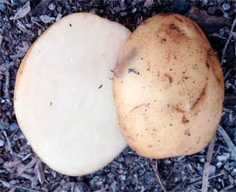 A whole potato beside a cut potato