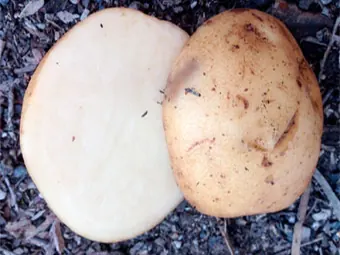 A whole potato beside a cut potato