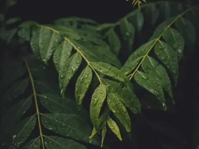 Fresh curry leaves on stems