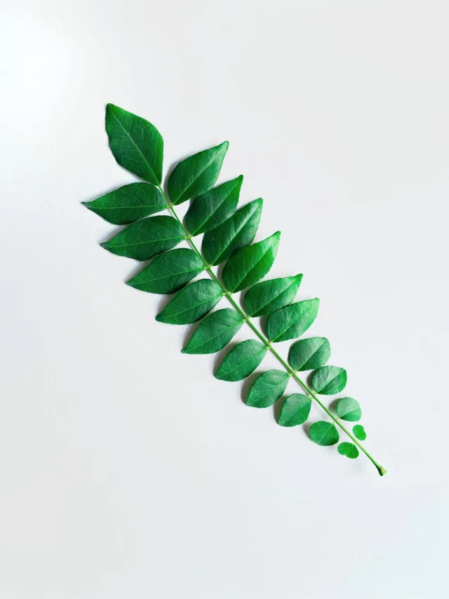 Fresh green curry leaves on a stem against a white background.