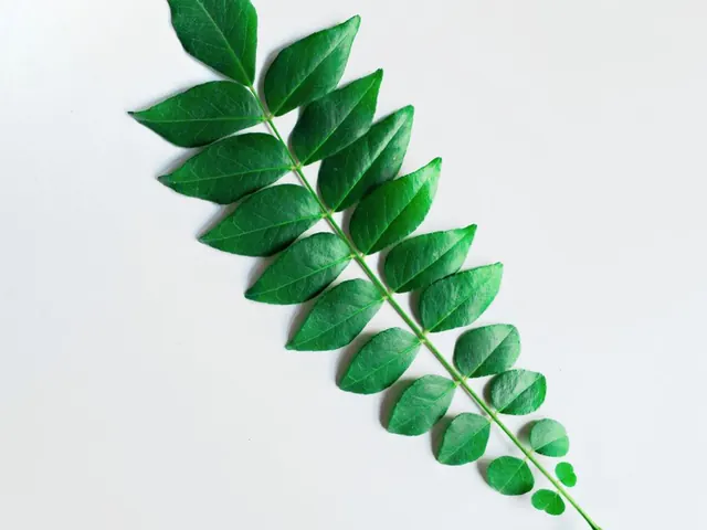 Fresh green curry leaves on a stem against a white background.