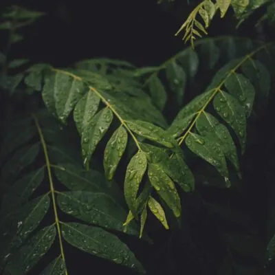 How to Store Fresh Curry Leaves