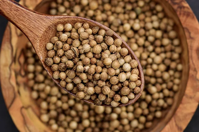 Whole coriander seeds piled in a wooden spoon.