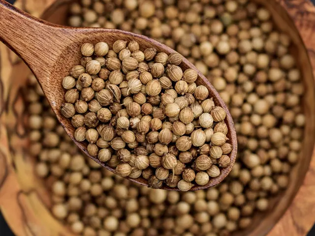 Whole coriander seeds piled in a wooden spoon.
