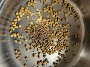 Whole spices in a pan for chicken tikka masala